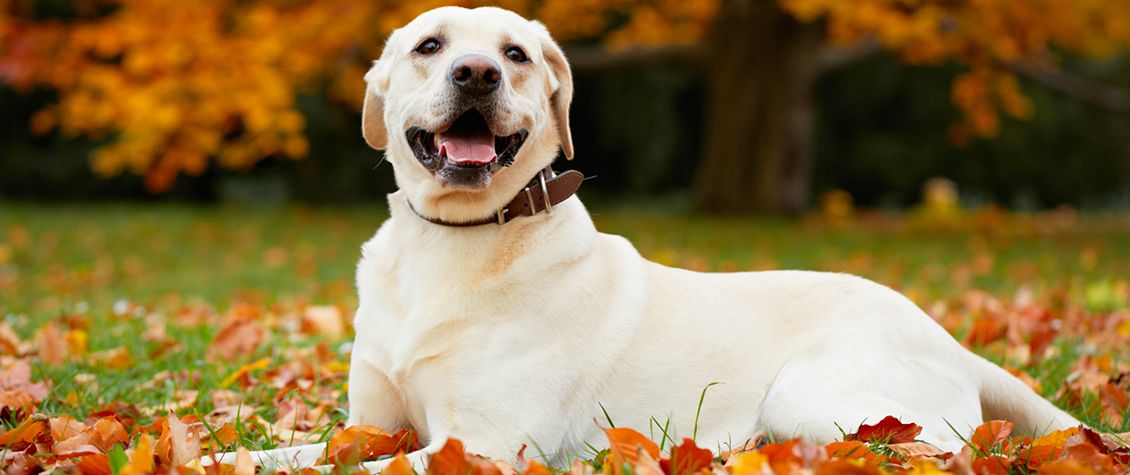 Scandinavian Distribution of Pet Products