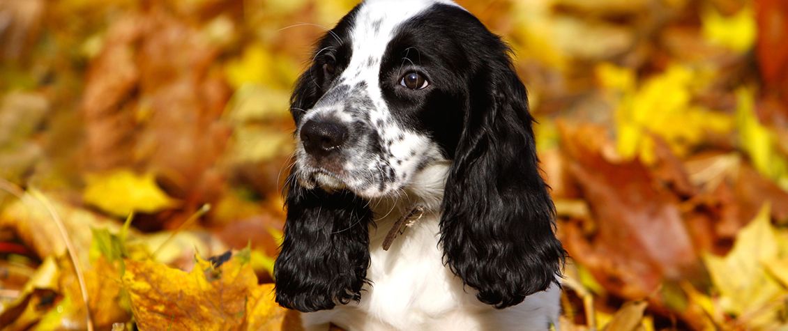 Scandinavian Distribution of Pet Products